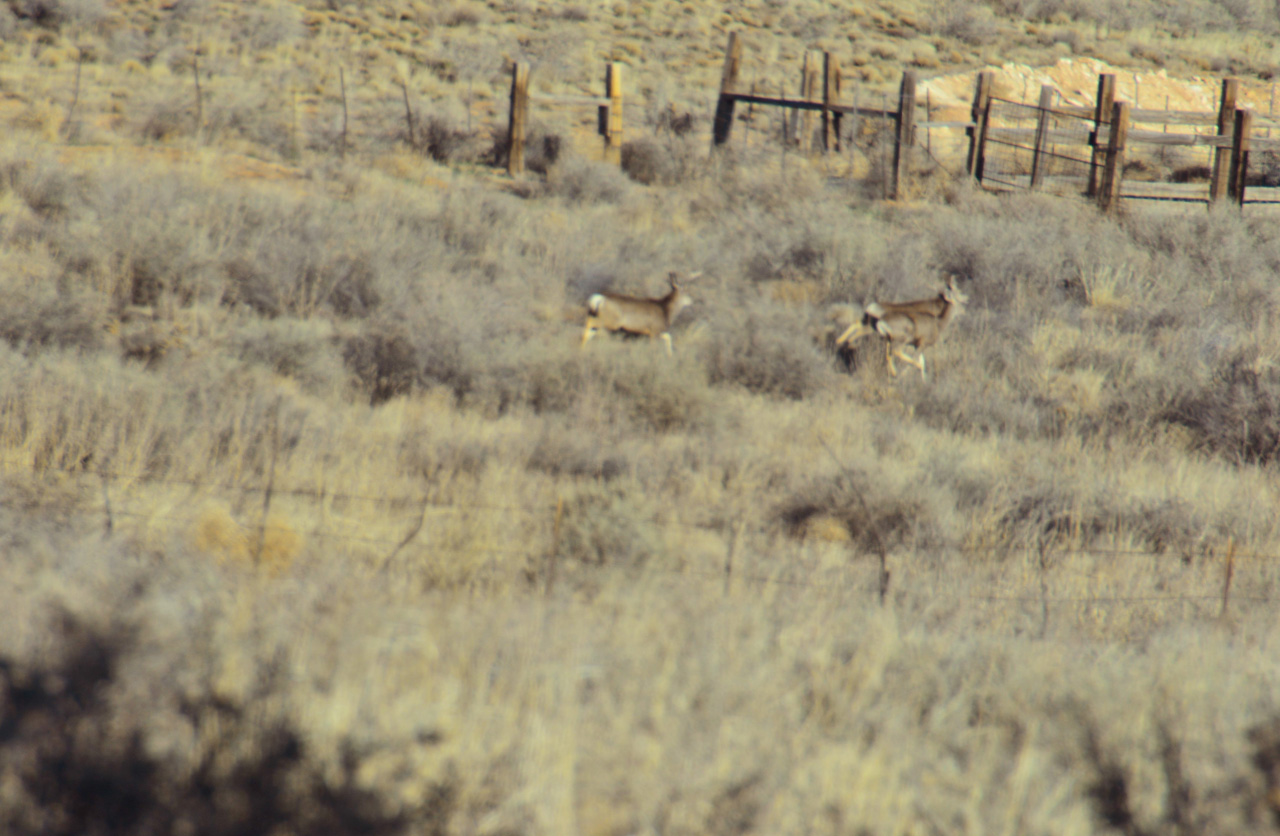 2022-04-07, 05, Deer in back Yard