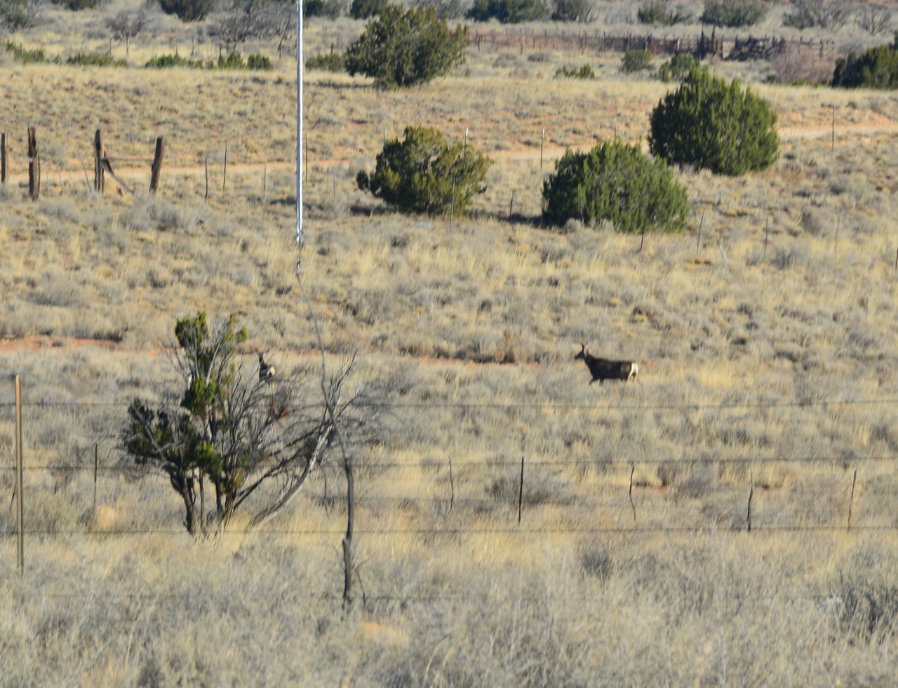 2022-04-07, 06, Deer in back Yard