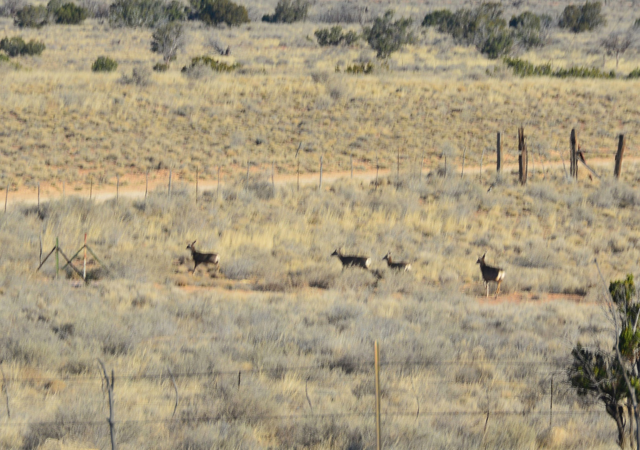 2022-04-07, 07, Deer in back Yard