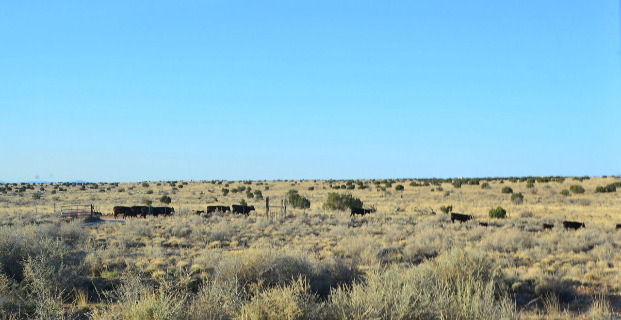 2022-04-25, 01, Cattle along road