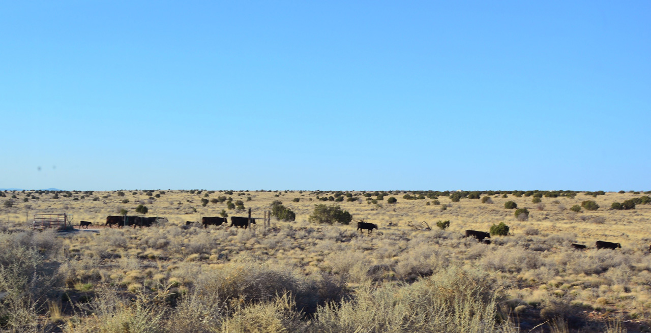 2022-04-25, 02, Cattle along road