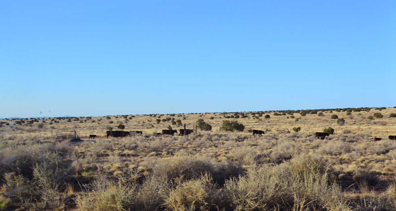 2022-04-25, 03, Cattle along road