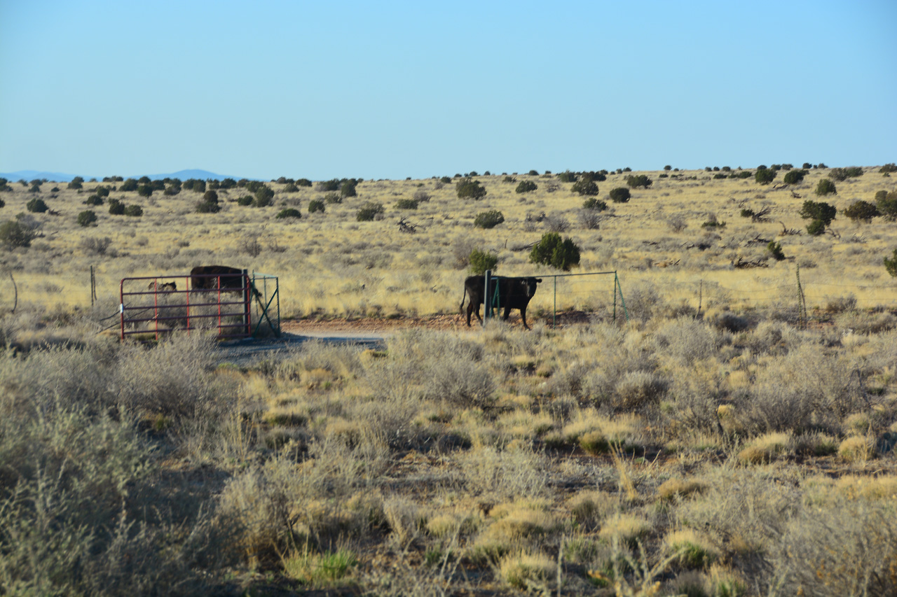 2022-04-25, 04, Cattle along road