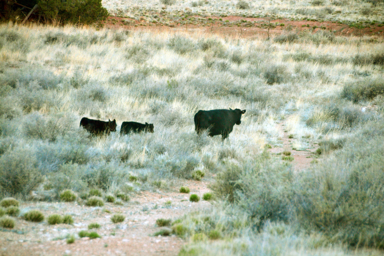 2022-05-06, 01, Cattle in the Back Yard