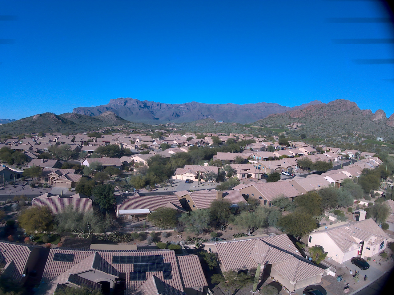 2022-01-13, 007, Brittle Bush, Gold Canyon, AZ