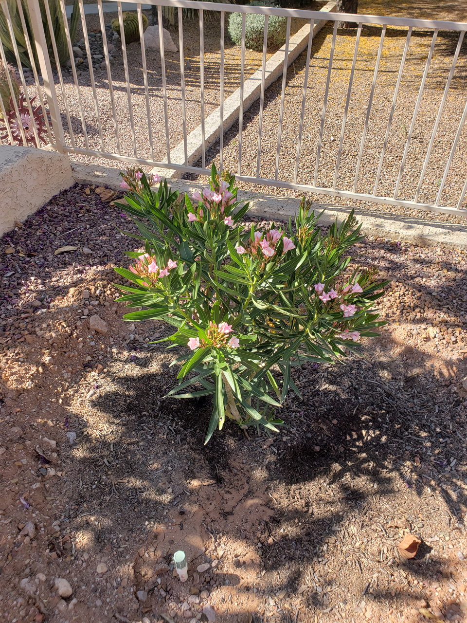 2023-04-16, 009, Just Planted the North Oleander