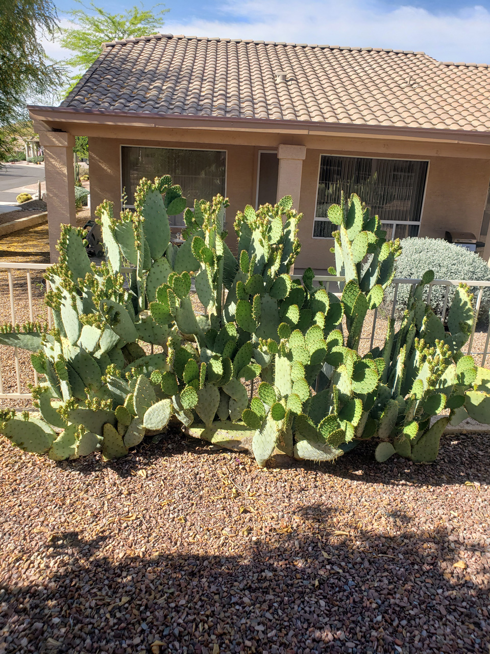 2023-04-16. Elephant Ear Cactus 