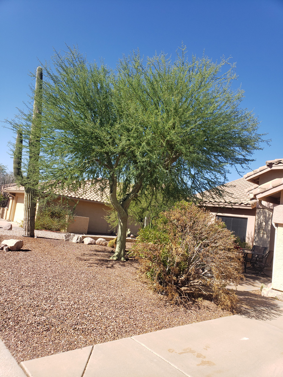 2023-10-25, 002, The Palo Verde and Dry Summer Oleander