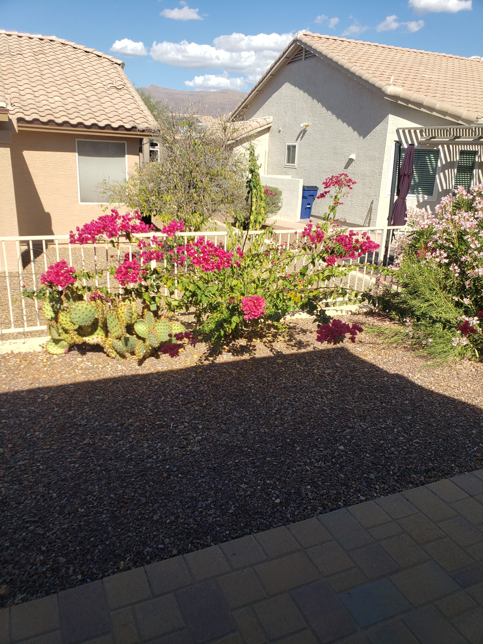 2023-10-25, 006, Prickly Pair and Bougainvillea