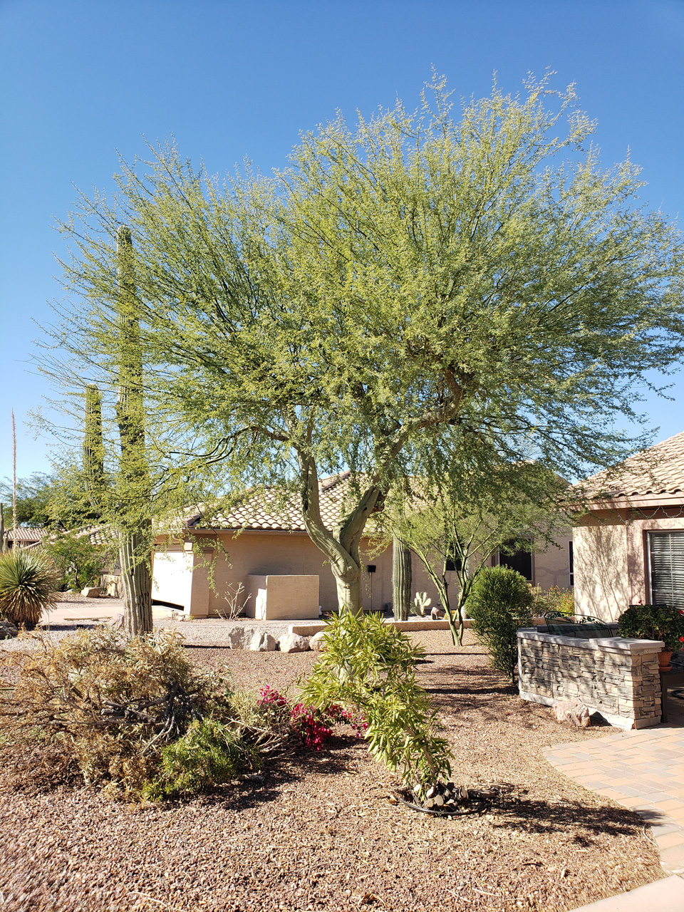 2023-10-25, 008, The Palo Verde and Oleander trimmed down