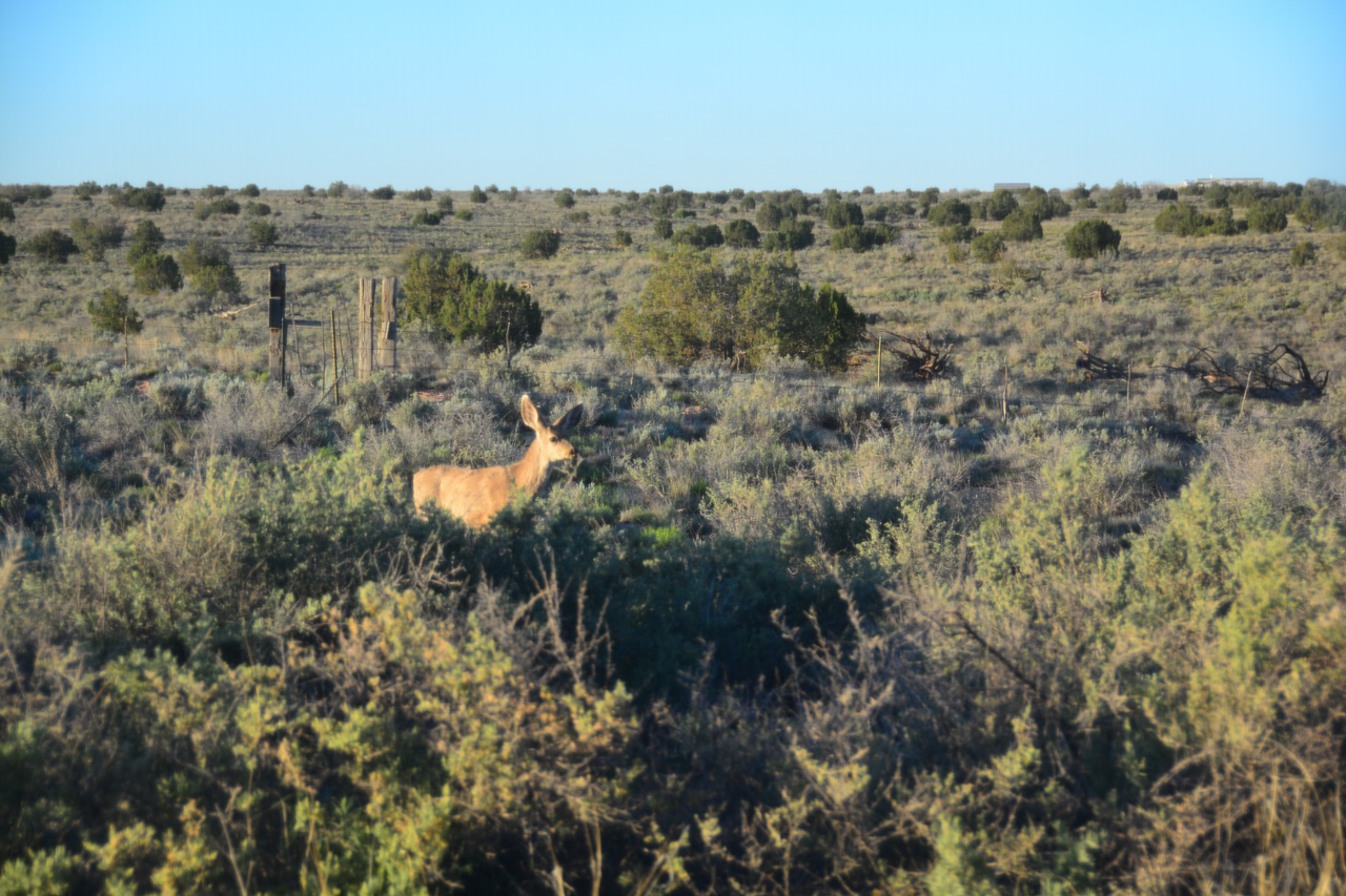 2024-05-07, 003, A Few Deer came to Vist