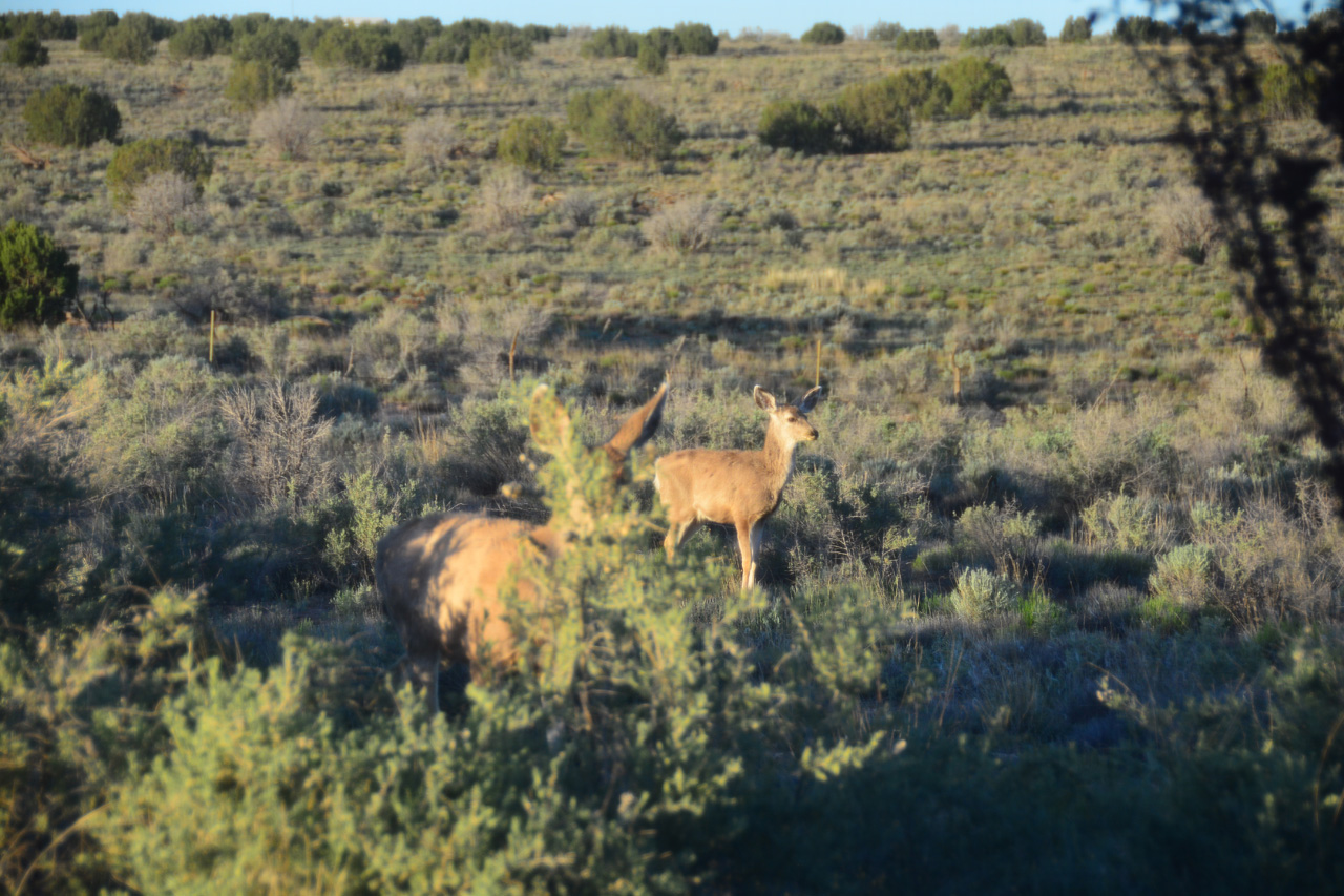 2024-05-07, 005, A Few Deer came to Vist