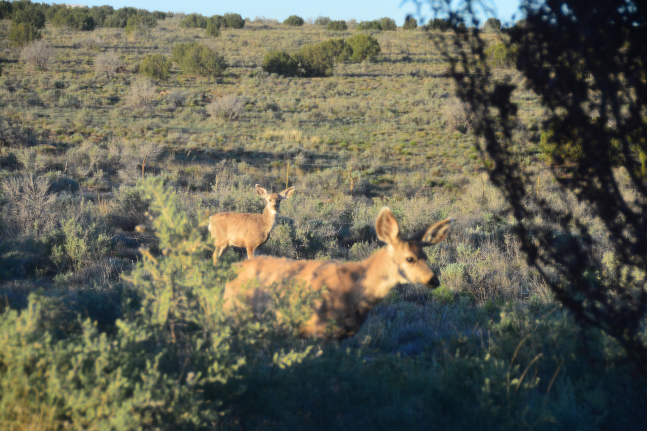 2024-05-07, 006, A Few Deer came to Vist