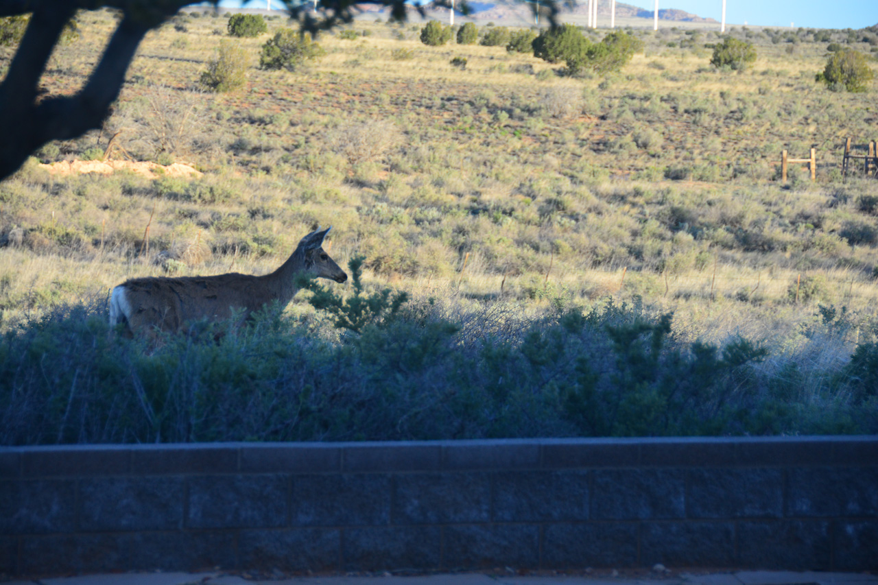 2024-05-07, 007, A Few Deer came to Vist