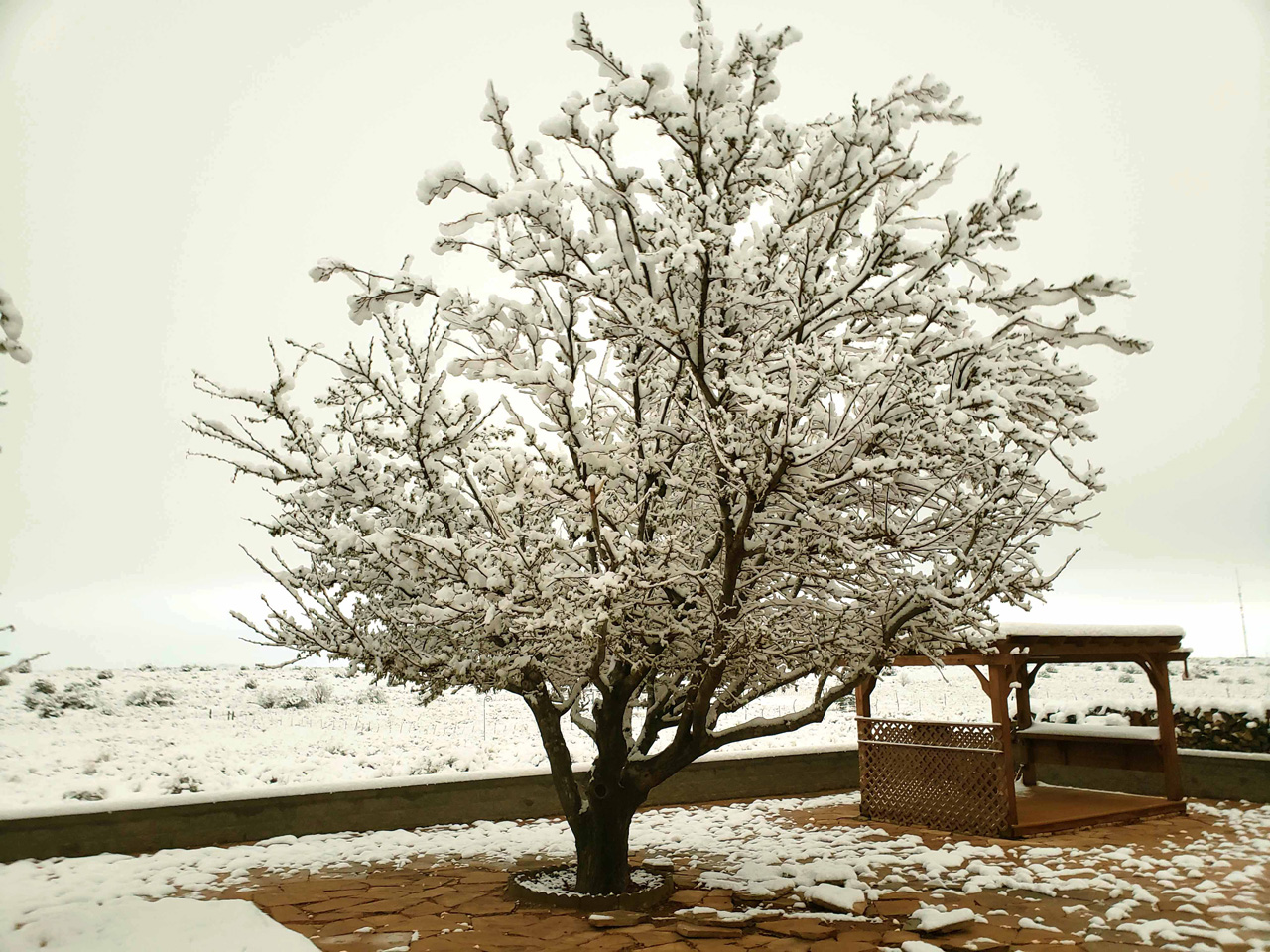 2025-04-19, 04, Snow