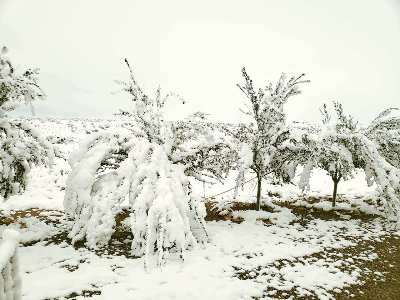 2025-04-19, 09, Snow