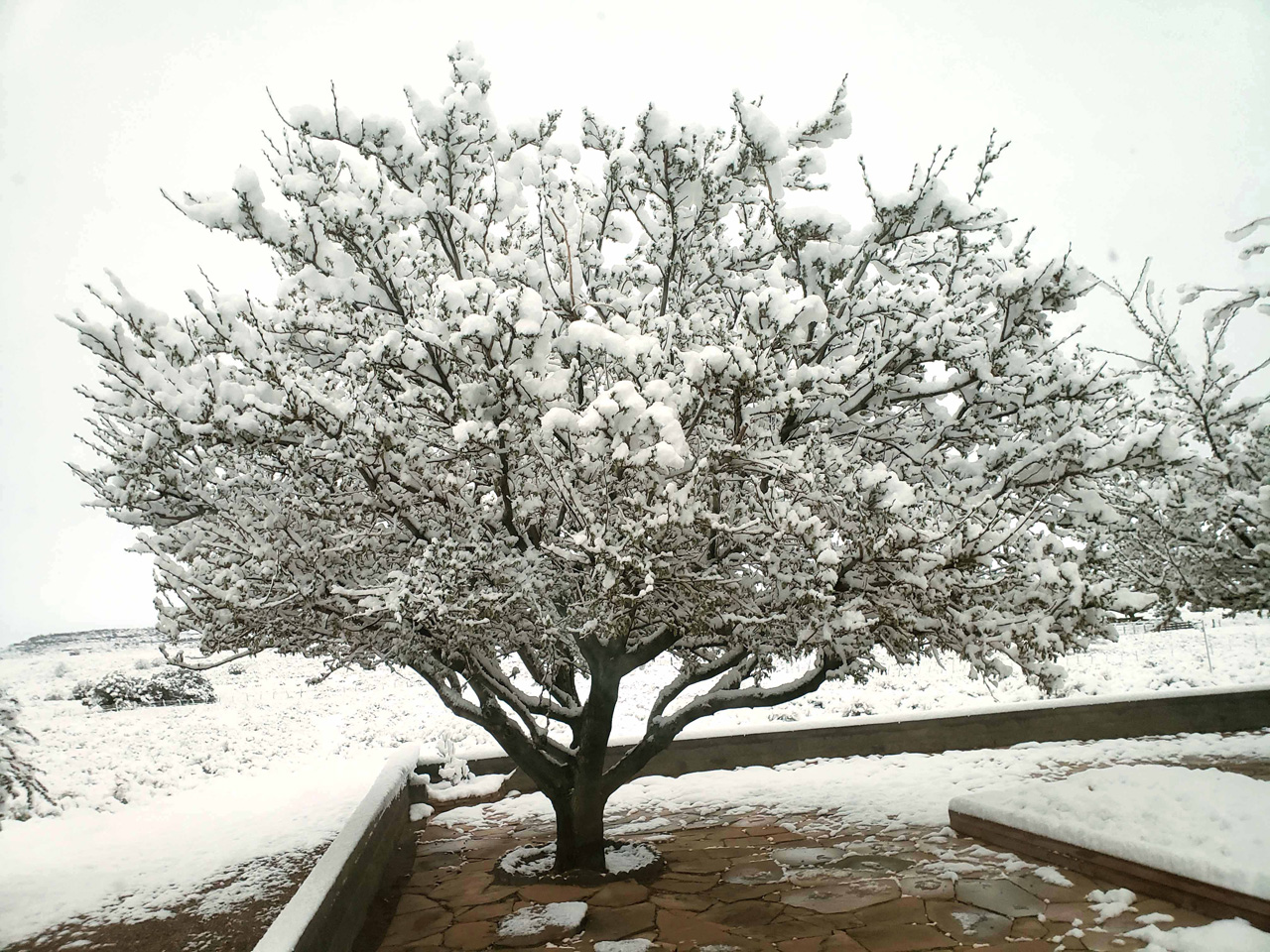 2025-04-19, 11, Snow