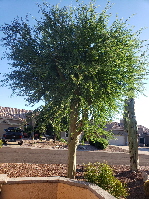 2022-09-17, 005, Palo Verde