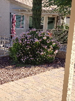 2022-09-17_09, 006, West Rear Oleander